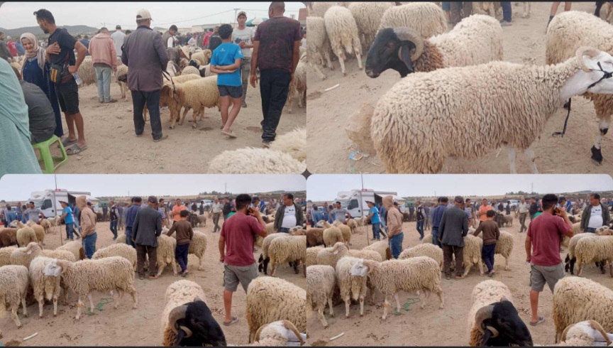 صور/ رصدت أسعار علوش العيد.. " الصباح نيوز " في جولة بالسوق الأسبوعية ببوعرقوب .. 